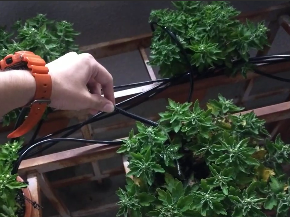 菊潅水装置02 菊潅水装置2